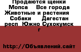 Продаются щенки Мопса. - Все города Животные и растения » Собаки   . Дагестан респ.,Южно-Сухокумск г.